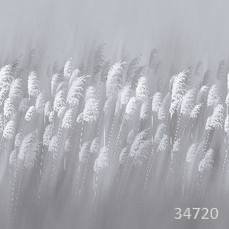 Колосья в поле